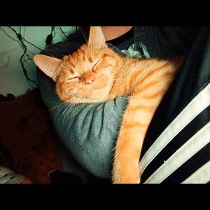 Meet your Posher, Everett